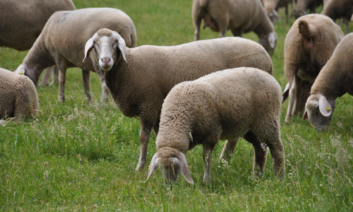 tessuti-in-lana-merinos-bebè